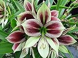 Papilio Butterfly Amaryllis Large Bulb - With Nature Blue Plant Food