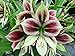 Papilio Butterfly Amaryllis Large Bulb - With Nature Blue Plant Food