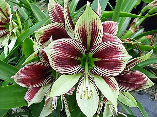 Papilio Butterfly Amaryllis Large Bulb - With Nature Blue Plant Food Papilio Butterfly Amaryllis Large Bulb - With Nature Blue Plant Food