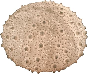 White Sea Urchin Coastal Accent Lamp 13 Inch Amazon Com