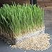 1 Lb Bag Organic Rye Grain Seeds - Rye Seed for Sprouting Rye Berries, Rye Seeds for Organic Rye Flour, Rye Meal, Rye Pasta, Marble Rye Bread, Rye Grain Berries, Cracked Rye Berries, and Rye Grass