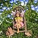 Wonky Hill Miniature Fairy Garden Starter Kit- Fairy Willow 3 Piece Accessory Garden Set