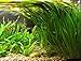 Jungle Vallisneria Spiralis Rooted Easy Background Live Aquarium Plants Decorations 3 Days Live Guaranteed by Mainam