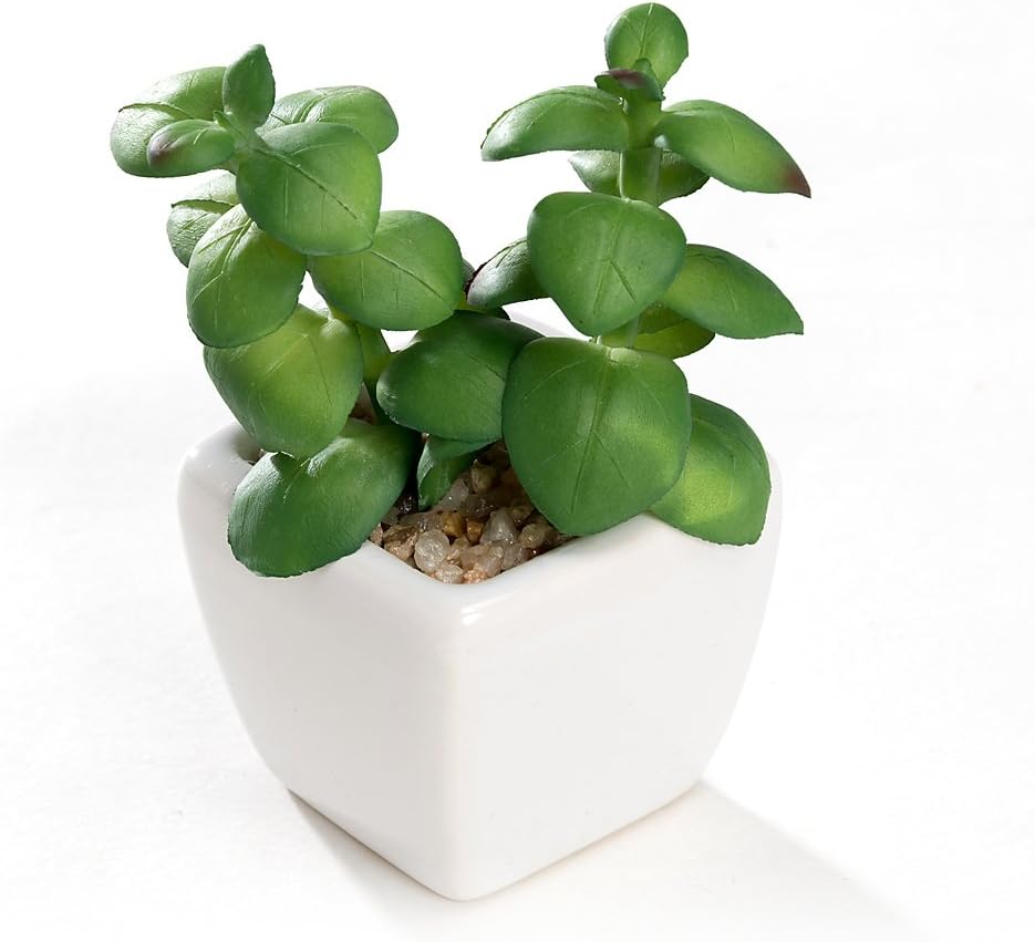 Nattol Small Artificial Succulent Plant Potted in White Ceramic Pots for Home Decor, Set of 4: Home & Kitchen