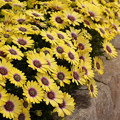 Cicitar Garden- 50pcs Rare African Daisy Osteospermum Mixed Colors Easy to Grow, Exotic Flower Seeds Hardy Perennial