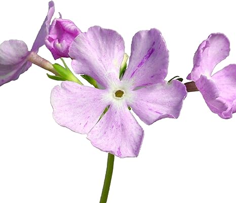 Amazon Co Jp 日本桜草苗 有明 ホーム キッチン