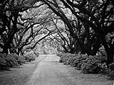 Tree Tunnel - Black & White -Oil Painting On Canvas Modern Wall Art Pictures For Home Decoration Wooden Framed (12X16 Inch, Framed)
