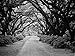 Tree Tunnel - Black & White -Oil Painting On Canvas Modern Wall Art Pictures For Home Decoration Wooden Framed (12X16 Inch, Framed)