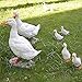 Accreate Simulation Duck Crafts Realistic Garden Resin Artificial Model Sculpture Decor Outdoor Statues