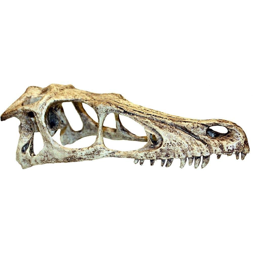 Komodo Raptor Skull, Small
