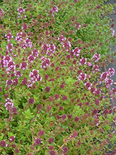 Thymus pulegioides - Arznei-Thymian, 50 Pflanzen im 5/6 cm Topf – Bild 4