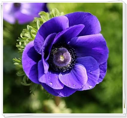 Amazon アネモネ球根 美しい色 デスクの配置リビングルームの装飾 活発な植物魅力的な サプライズギフト装飾 50球根 花