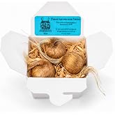 Saffron Crocus Corms for Planting &ndash; 3 Large Corms &ndash; Purple Blooms &ndash; Perennial Bulbs for Outdoor Planting that Produce The Saffron Spice by Greenhouse PCA