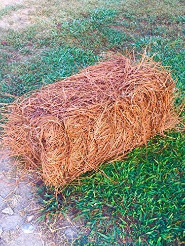 USA Pine Straw - Premium Pine Needle Mulch - Covers 65 Sqft