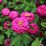 Outsidepride 1000 Seeds Annual Zinnia Elegans