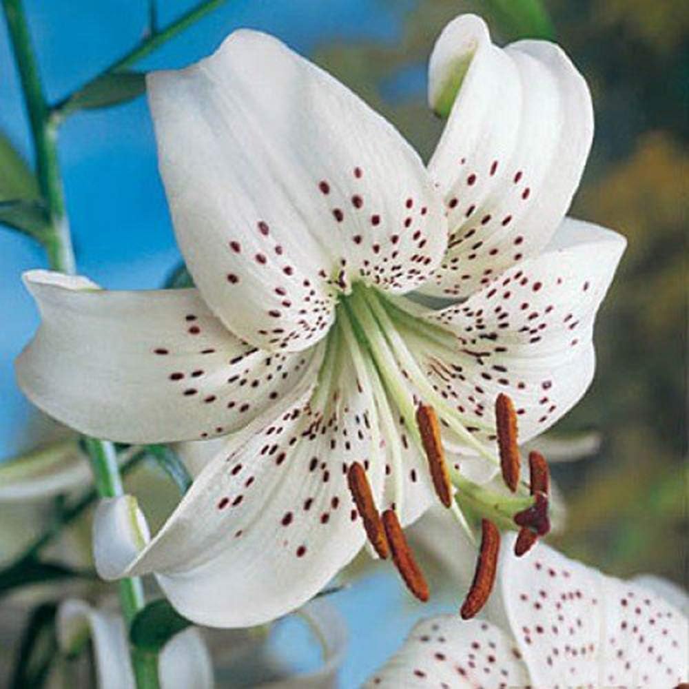Tiger Lily White, (3 Bulb/Plant) Unusual Flowered