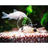 Swimming Creatures 3 Panda Corydoras &amp; 3 Albino Corydoras Freshwater Aquarium Catfish