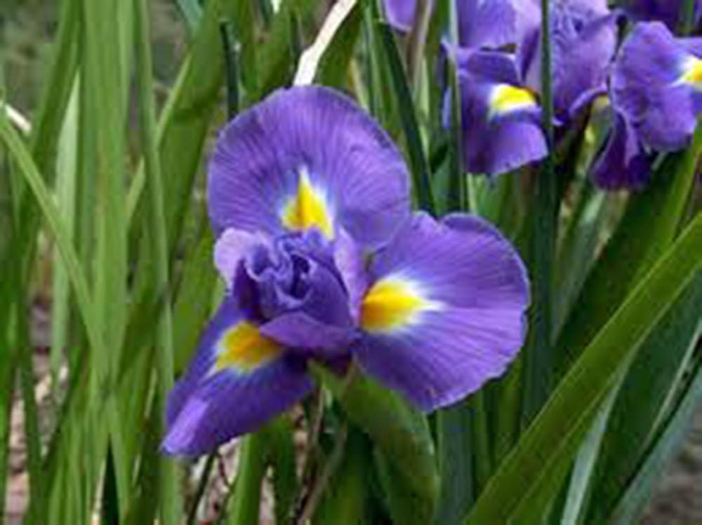 Iris, Bulb (Ten Pack) Twilight, Purple