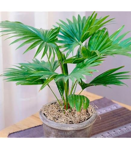 Amazon.com : Chinese Fan Palm - Live Plant in an 10 Inch Growers Pot - Livistona  Chinensis - Beautiful Clean Air Indoor Outdoor Houseplant : Patio, Lawn &  Garden