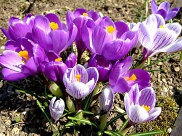 Amazon 6か月枯れ保証 球根 クロッカス 10 5cmポット 球根