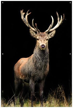 Wallario Garten-Poster Outdoor-Poster - Stattlicher Rothirsch in Premiumqualität, Größe: 61 x 91,5 cm, für den Außeneinsatz g