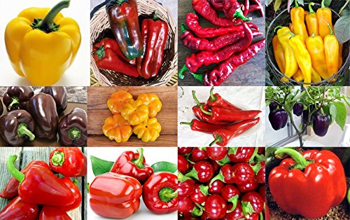 PLEASE READ! THIS IS A MIX!!! 30+ ORGANICALLY GROWN Sweet Pepper Mix Seeds, 12 Varieties Heirloom NON-GMO, Pimento, Purple Beauty, From USA PLEASE READ! THIS IS A MIX!!! 30+ ORGANICALLY GROWN Sweet Pepper Mix Seeds, 12 Varieties Heirloom NON-GMO, Pimento, Purple Beauty, From USA