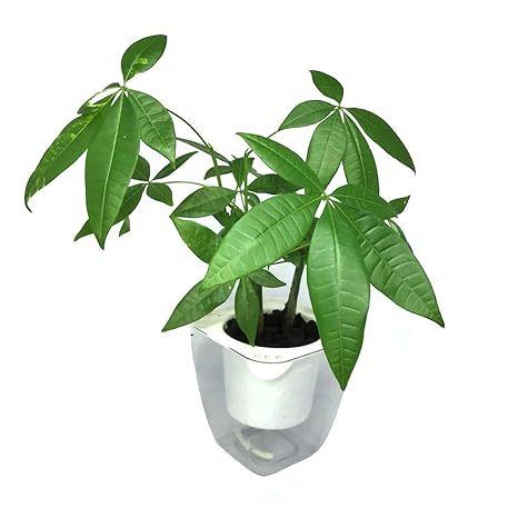 最高観葉植物 土 入れ替え 頻度 すべての美しい花の画像