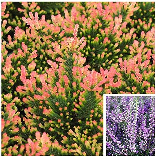 9cm Pot Heather Calluna vulgaris 'Spring Torch’ (Spring Charm) Small Evergreen Garden Shrub