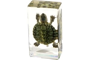 Real Bug TE31S Turtle Specimen Block, Small