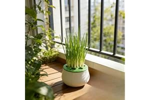 Hydroponic Green Onion Planter, Indoor Kitchen Garden with Self-Watering for Regrowing Scallions – Soilless, Reusable Growing
