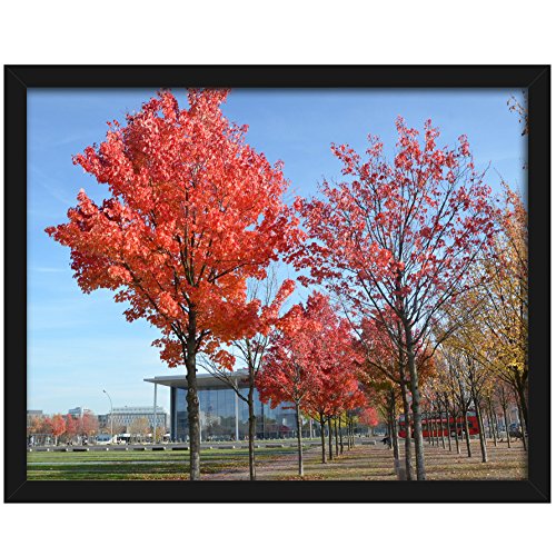 Medog 11x14 Photo Picture Frames Black Without Mat to Display Pictures 11 by 14 Inch 8x10 9x11 8x10  - //coolthings.us