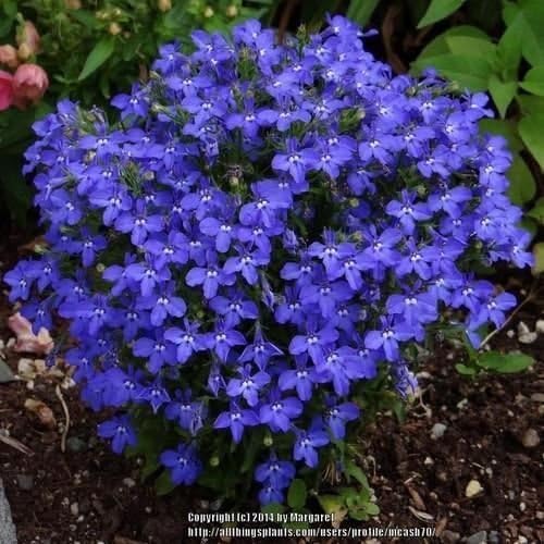 Lobelia Blue Carpet Flower Seeds (Lobelia Erinus) 200+Seeds