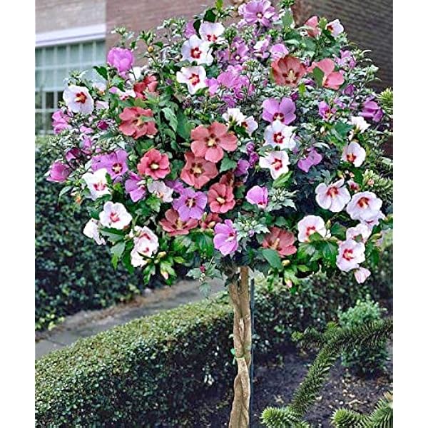 Amazon.com : 50 Rose of Sharon Flower Seeds for Planting ...