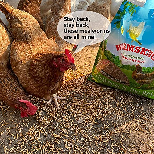 WORMSKING 5LB Dried mealworms 100 NonGMO, Mealworms for Chickens