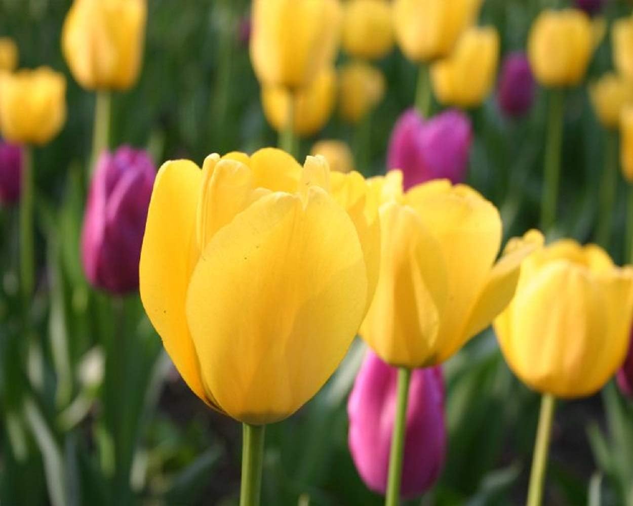 10 Yellow Tulip Bulbs Stunning Flower Perennia Beautifying