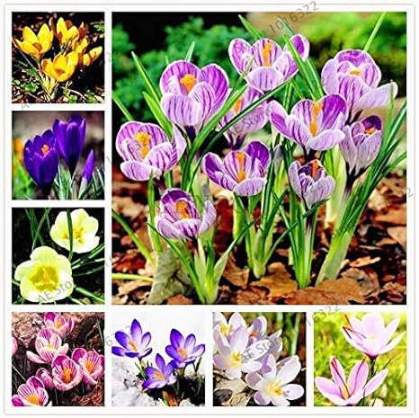Amazon Co Jp 発芽seeds 2 100個 袋のサフラン種子クロッカスの種子鉢植えの植物の花の種 ホーム キッチン
