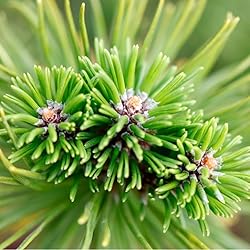 Aromatics International Siberian Fir Essential Oil