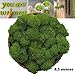 Moss Preserved, Green Moss for Fairy Gardens, Terrariums, Any Craft or Floral Project or Wedding Other Arts (Green 8.8oz)