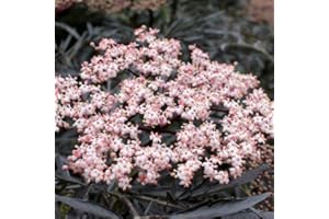 Green Promise Farms Sambucus NIGRA `Black LACE` (Elderberry) Shrub, 3-Size Container, Pink Flowers