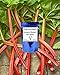 Virgin Seed Supply Victoria Rhubarb 140 Count Seed Pack Organic Non-GMO Heirloom Variety