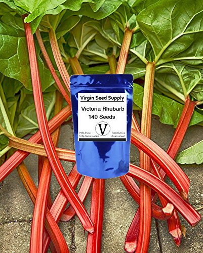 Virgin Seed Supply Victoria Rhubarb 140 Count Seed Pack Organic Non-GMO Heirloom Variety Virgin Seed Supply Victoria Rhubarb 140 Count Seed Pack Organic Non-GMO Heirloom Variety