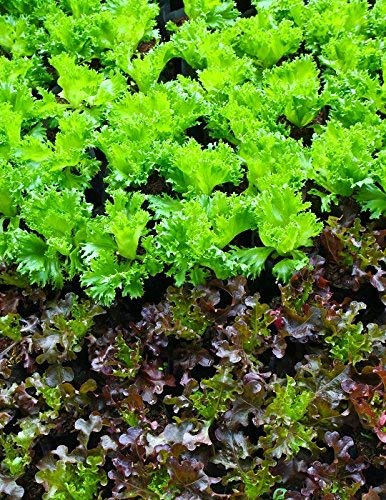 Semillas de lechuga Lollo Rossa - Lactuca sativa - 950 semillas ...