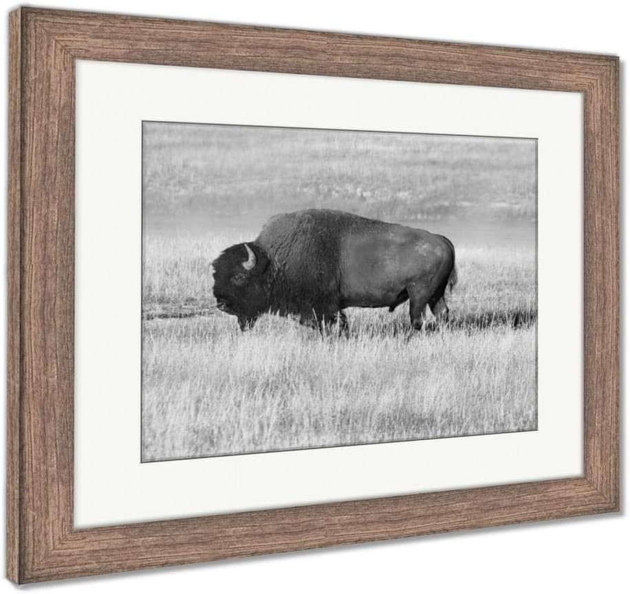 Amazon Com Ashley Framed Prints American Bison Buffalo Wall Art Home Decoration Black White 26x30 Frame Size Rustic Barn Wood Frame Ag6339856 Posters Prints