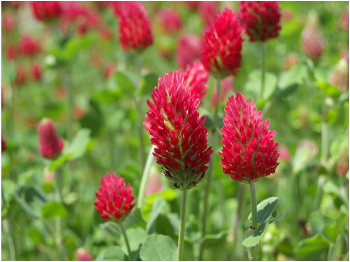 PREMIER SEEDS DIRECT - Green Manure - Crimson Clover - 40 GRAM Finest Seeds, Red, 40 Grams
