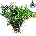 Bolbitis Difformis Baby Leaf Fern Potted Live Aquarium Plants for Freshwater Fish Tank by Greenpro