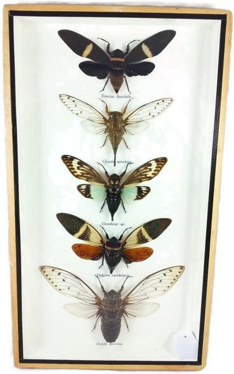 5 Real Cicada Beetle Open wings Mounts Animals Taxidermy in Framed