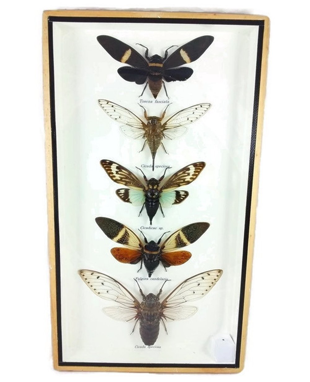 Eisco Labs Insect Spreading Board Adjustable up for insects up to 12mm