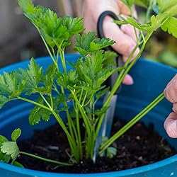 Gardenera Premium Parsley Plant Potting Mix
