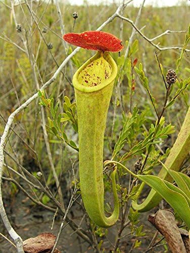 Nepenthes Tenax Extremely RARE Australian Lowland Pitcher Plant 5 SeedS