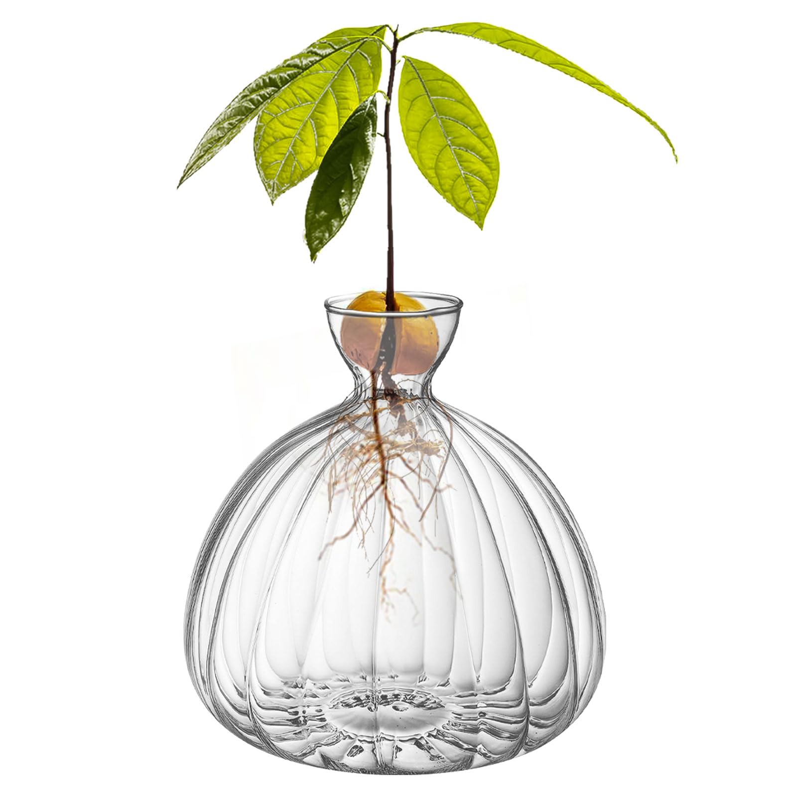 CDIYTOOL Glass Avocado Seed Sprout Starter Vase, Clear Avocado Tree Growing Vases, Glass Garden Seed Starter Planting Vase for Home Table Desk Indoor Decor